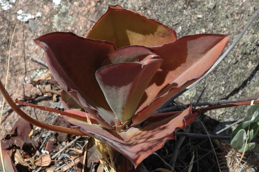 walking kalanchoe