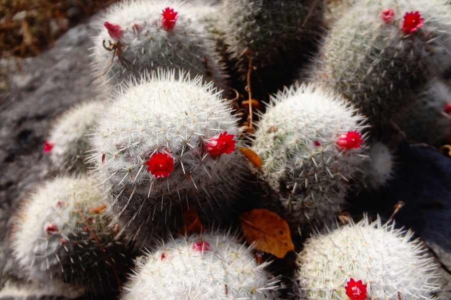 Mammillaria albilanata