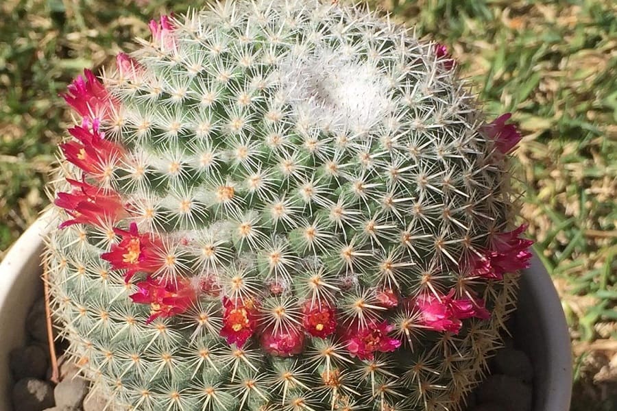 Mammillaria albilanata