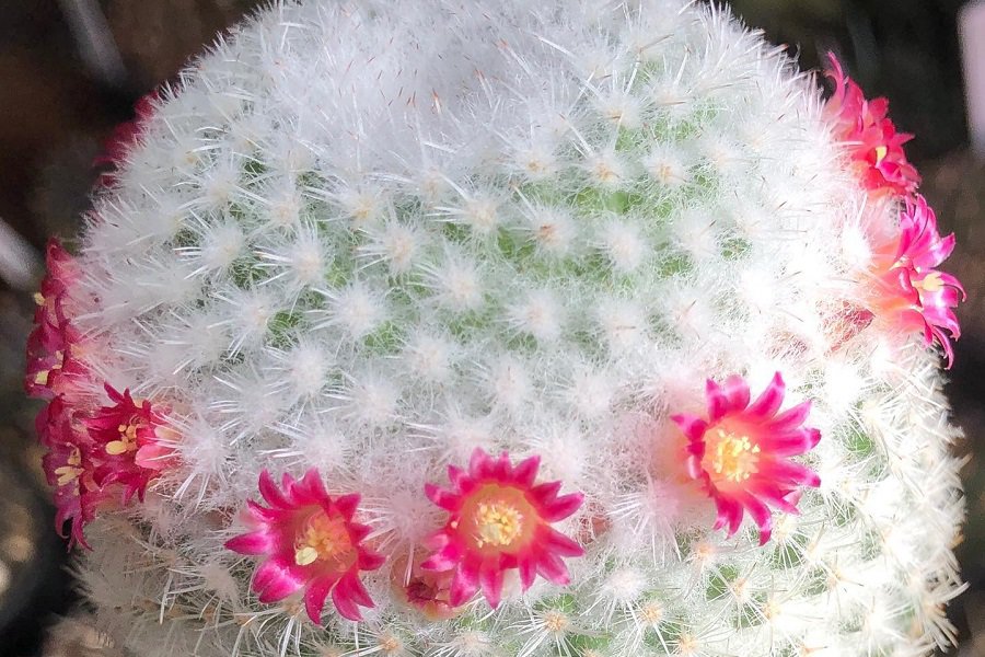 Mammillaria albilanata