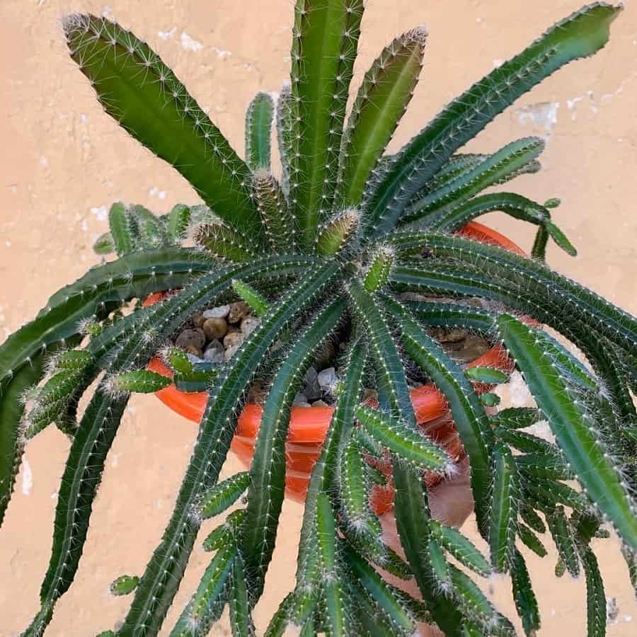 Selenicereus validus