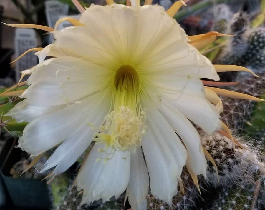 Selenicereus validus