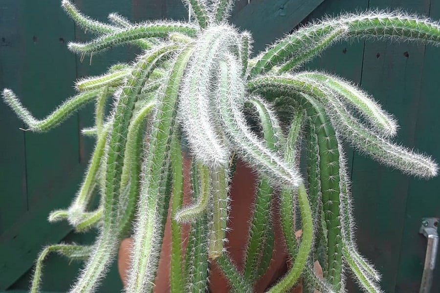 Selenicereus validus