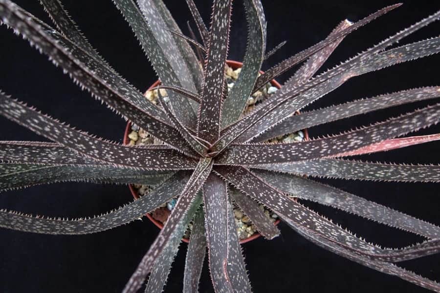 Aloe bellatula