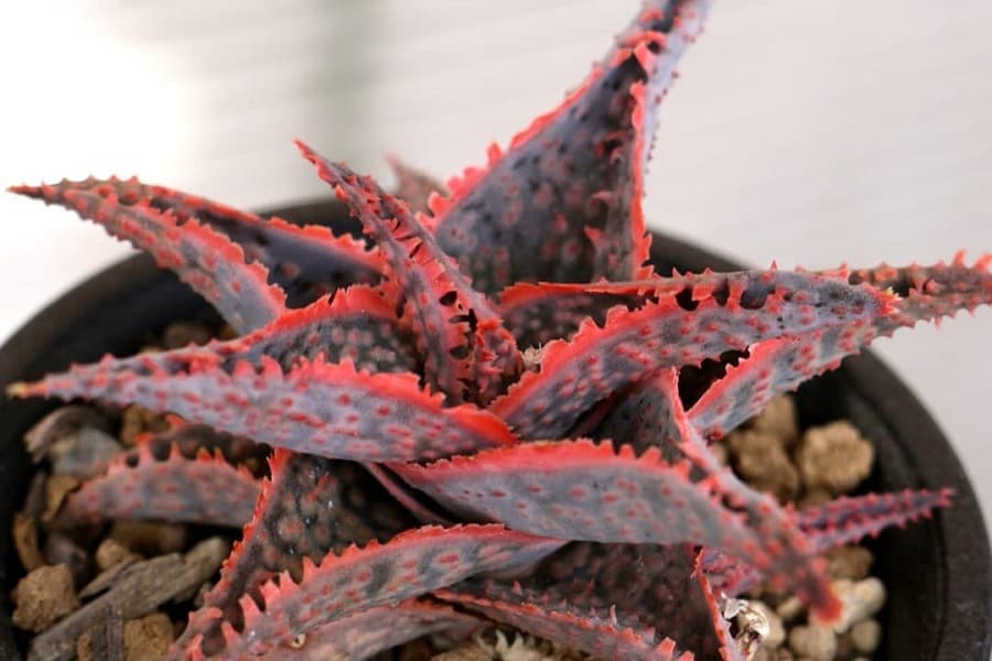 aloe carmine