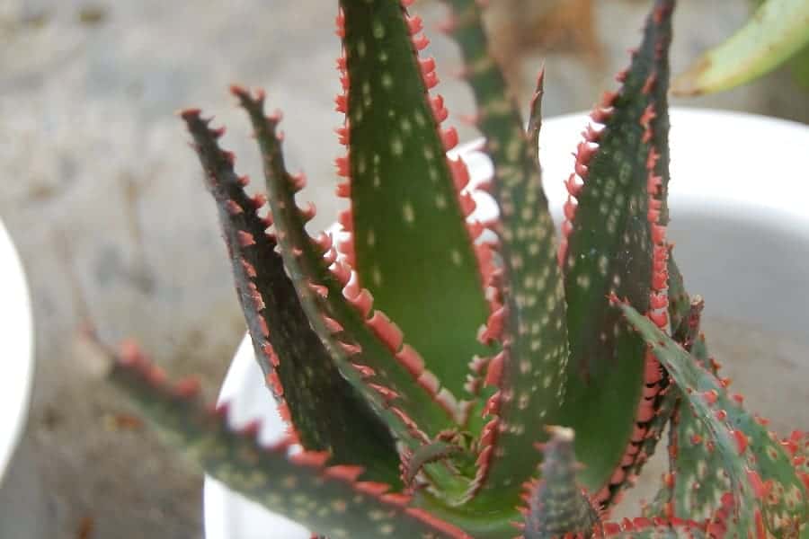 Aloe Coral Fire