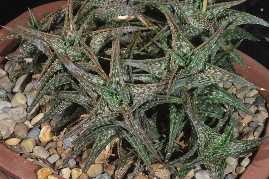 aloe descoingsii