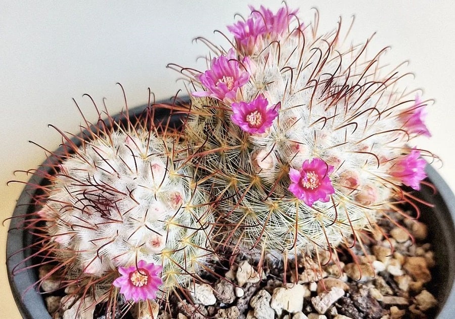 mammillaria bombycina care