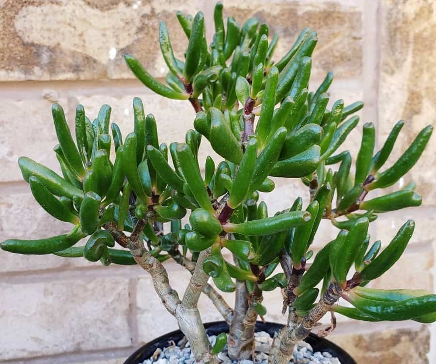 crassula ovata coral