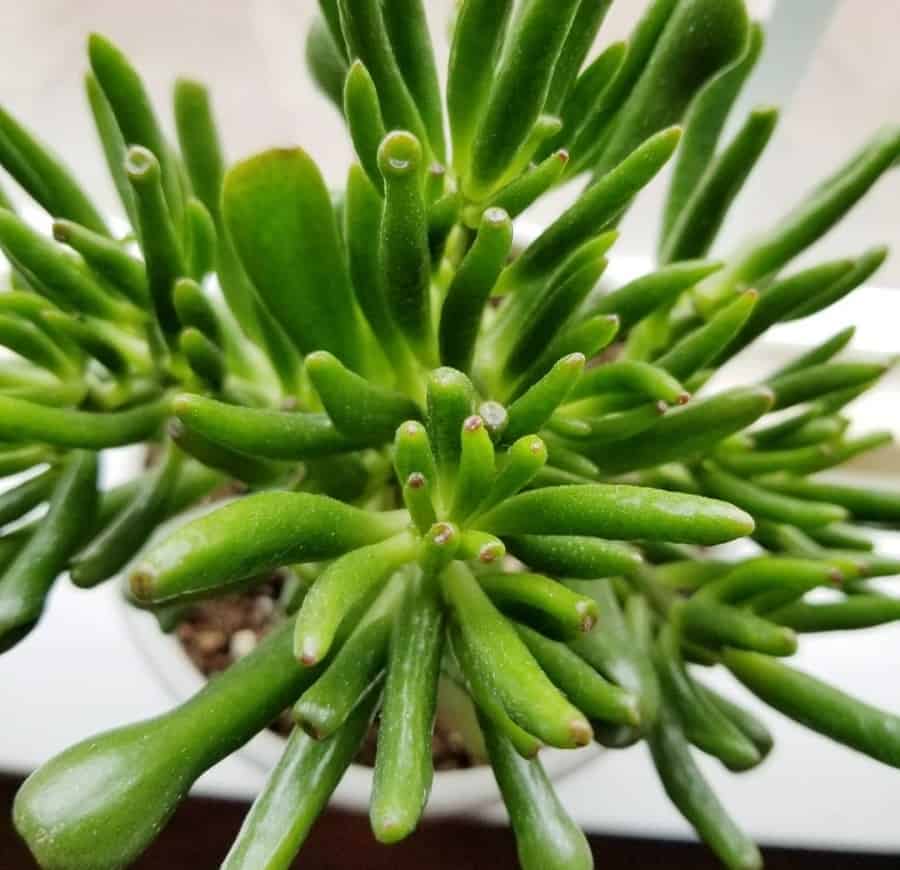 crassula ovata coral