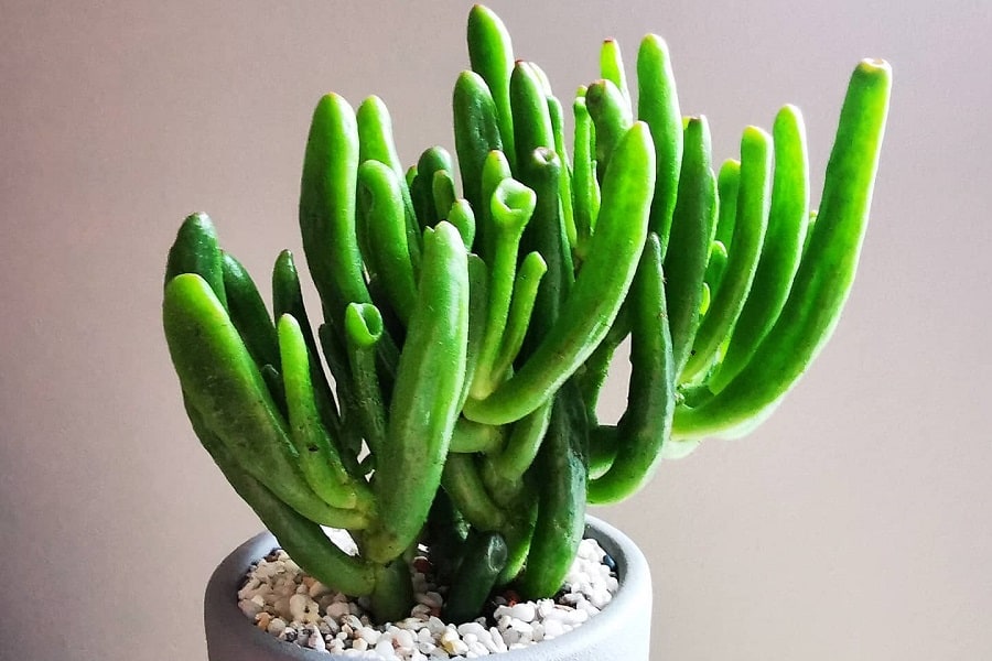 crassula ovata coral