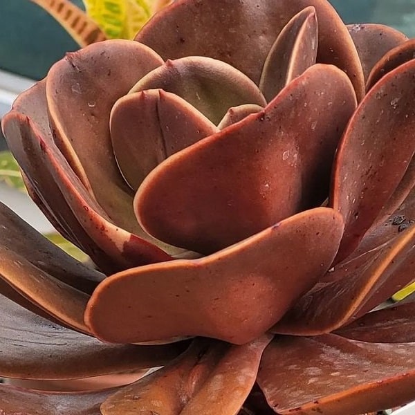 echeveria mahogany