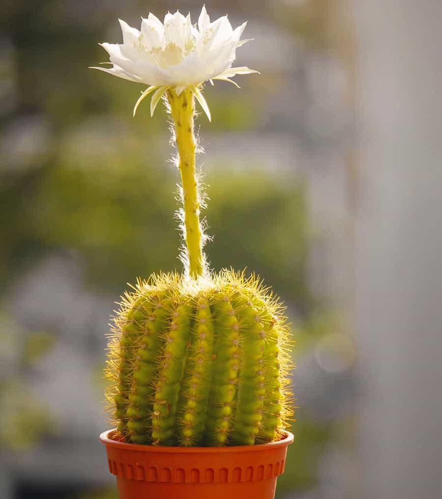 echinopsis calochlora
