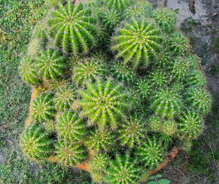 echinopsis calochlora