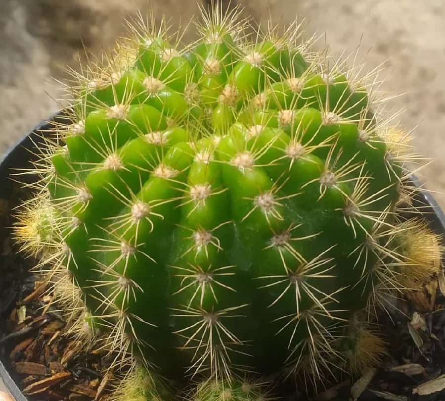 echinopsis calochlora
