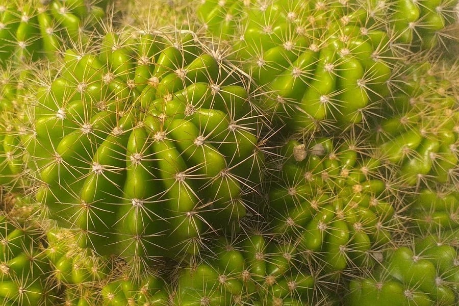 echinopsis calochlora