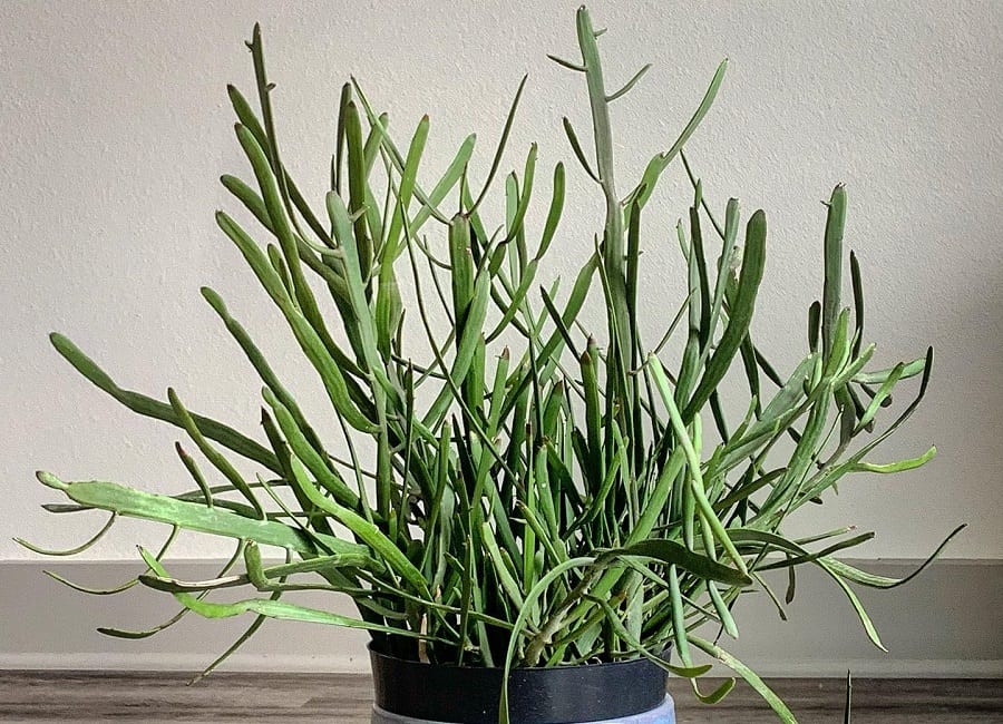 euphorbia xylophylloides
