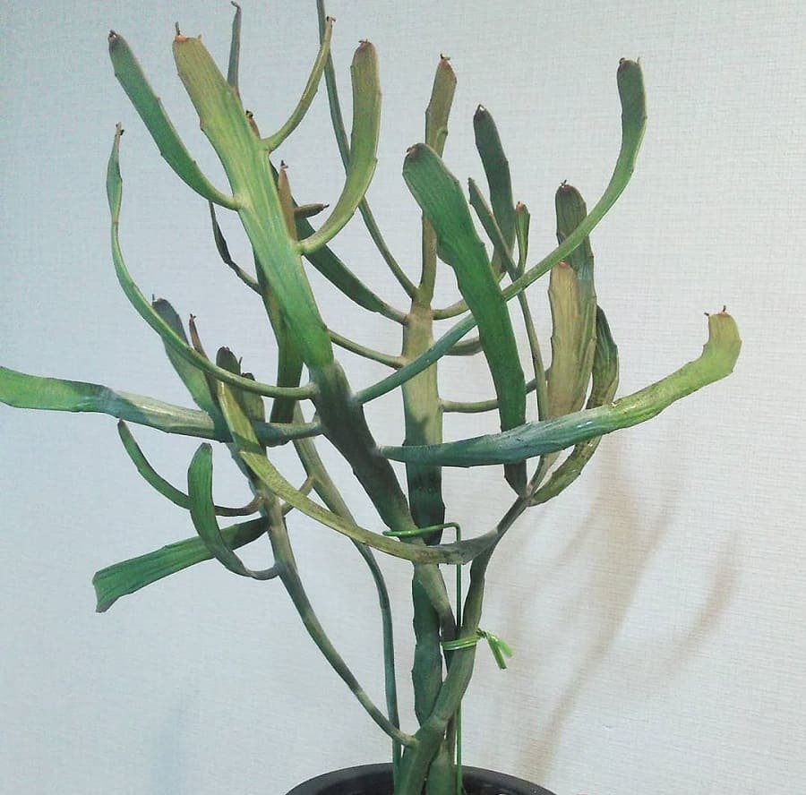 euphorbia xylophylloides
