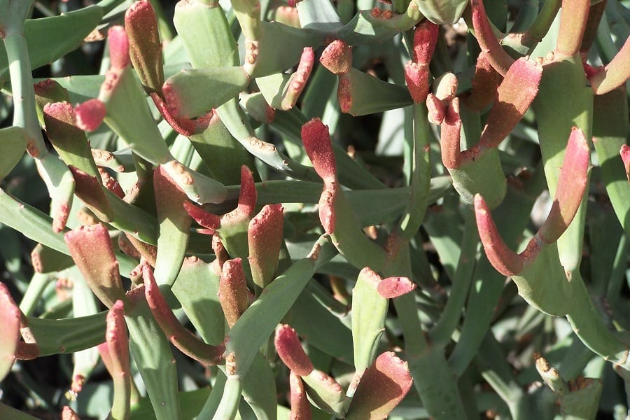 euphorbia xylophylloides