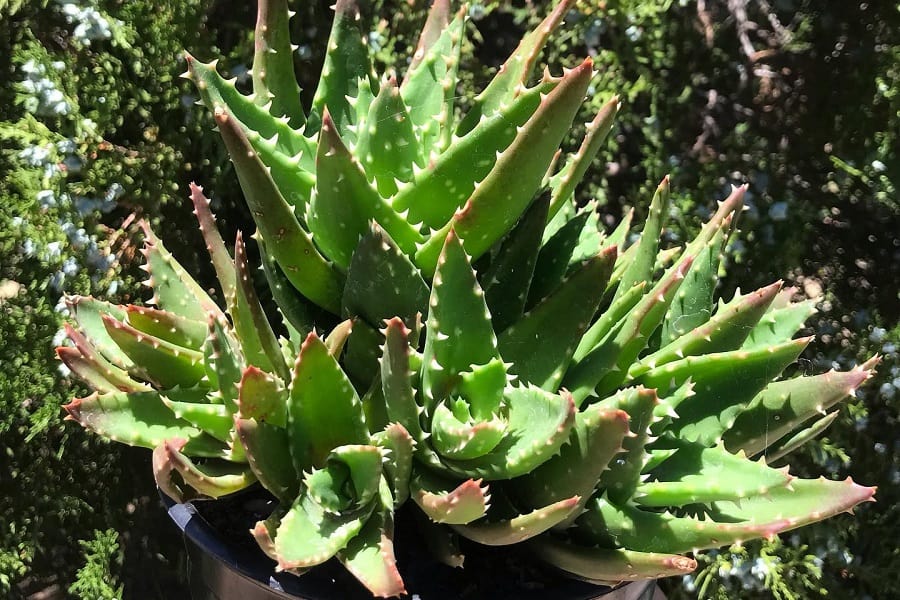 gold tooth aloe