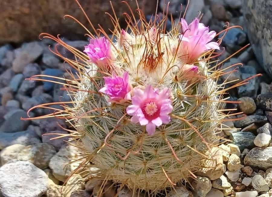 Mammillaria bombycina