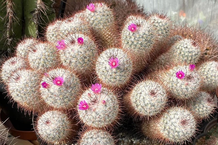 mammillaria bombycina care