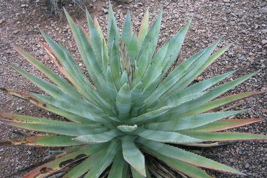 Murphy Agave