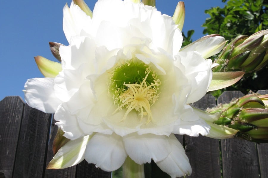 Echinopsis scopulicola