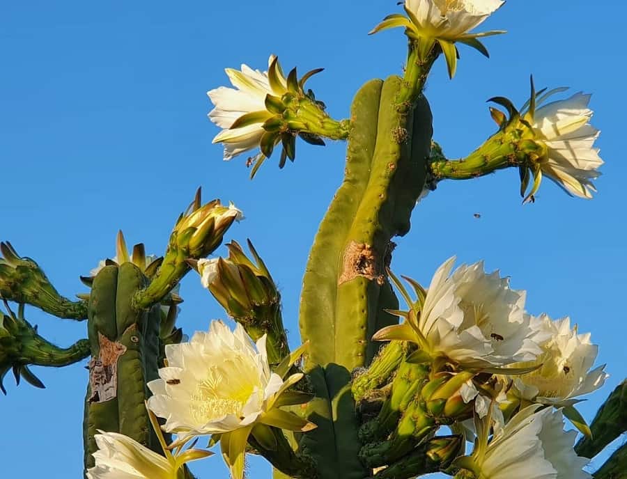 Echinopsis scopulicola
