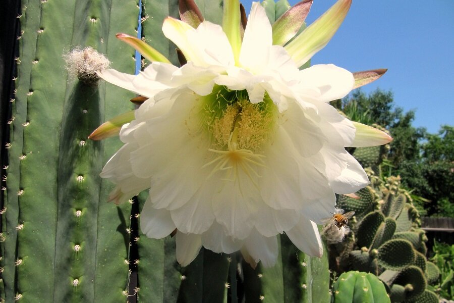 Echinopsis scopulicola
