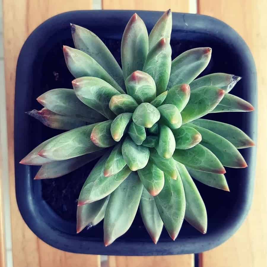Pachyveria Bea