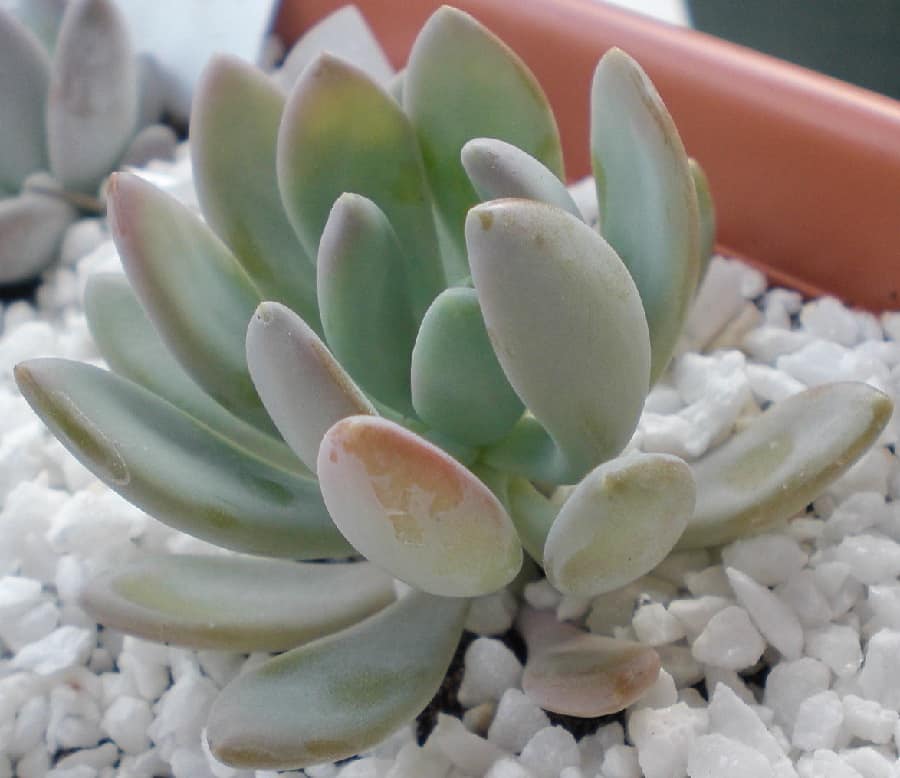 Pachyveria Clavata
