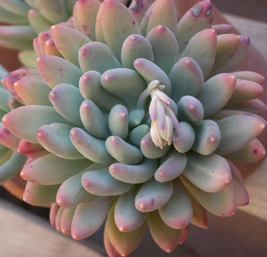 Pachyveria Clavifolia