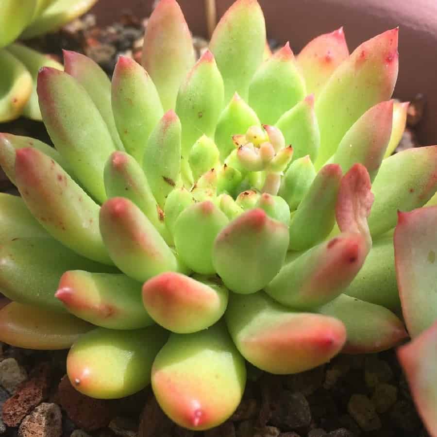Pachyveria Jewel Tone