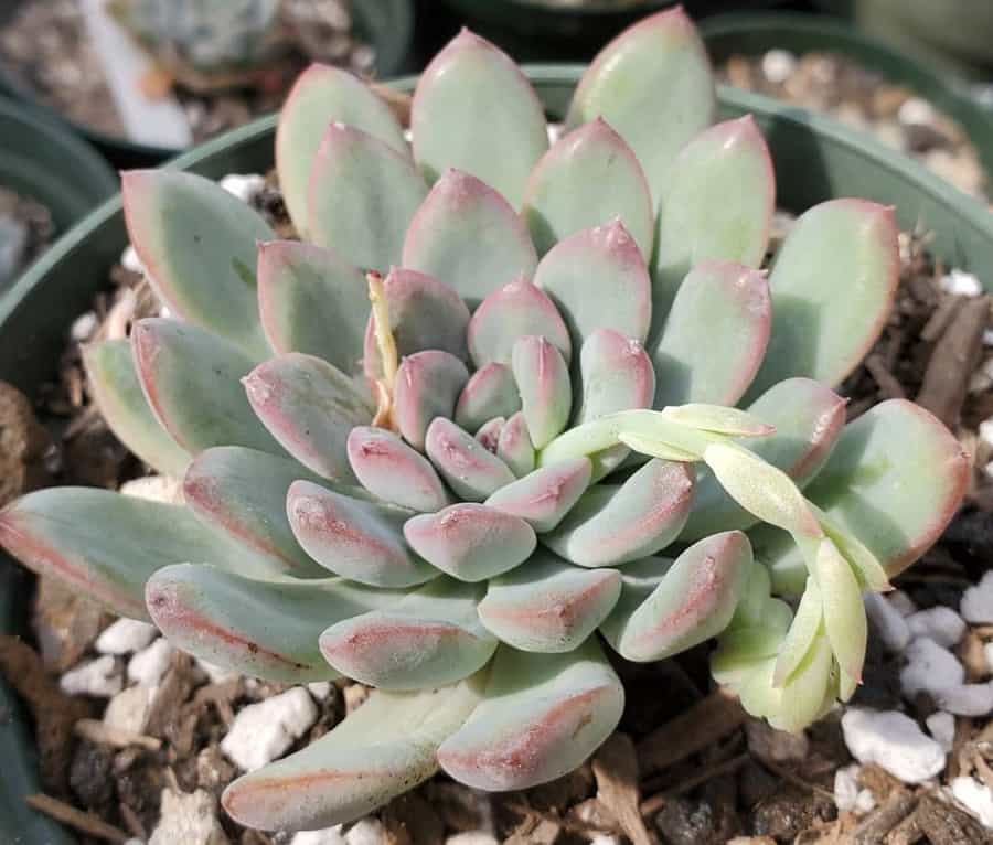 Pachyveria King Midas