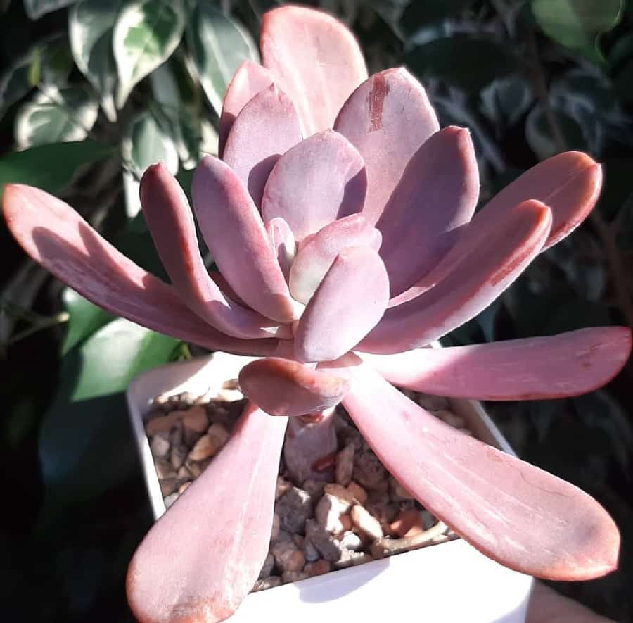 Pachyveria Myrtilla