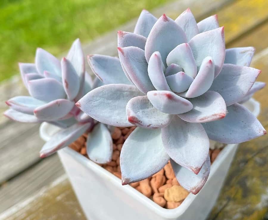 Pachyveria Powder Puff