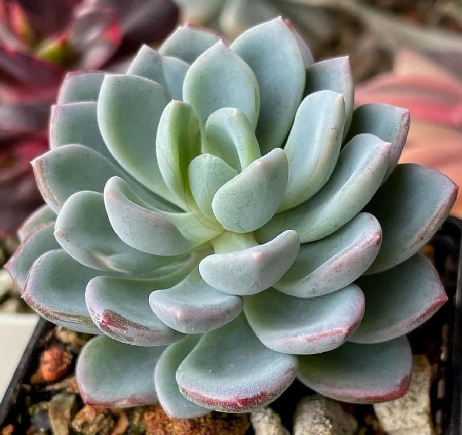 Pachyveria Scheideckeri
