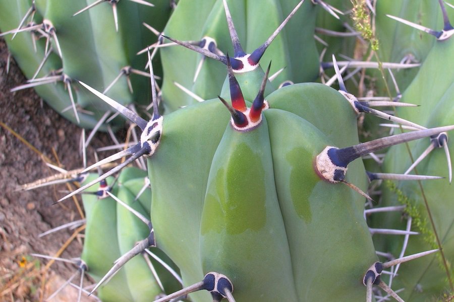 blue candle cactus care