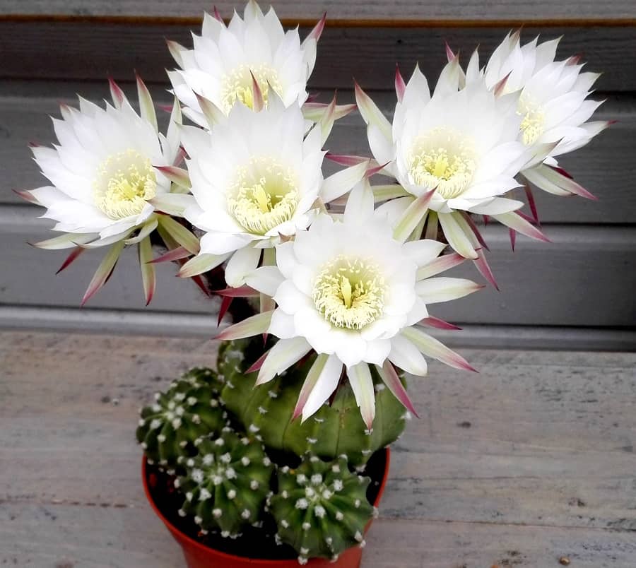 echinopsis subdenudata care