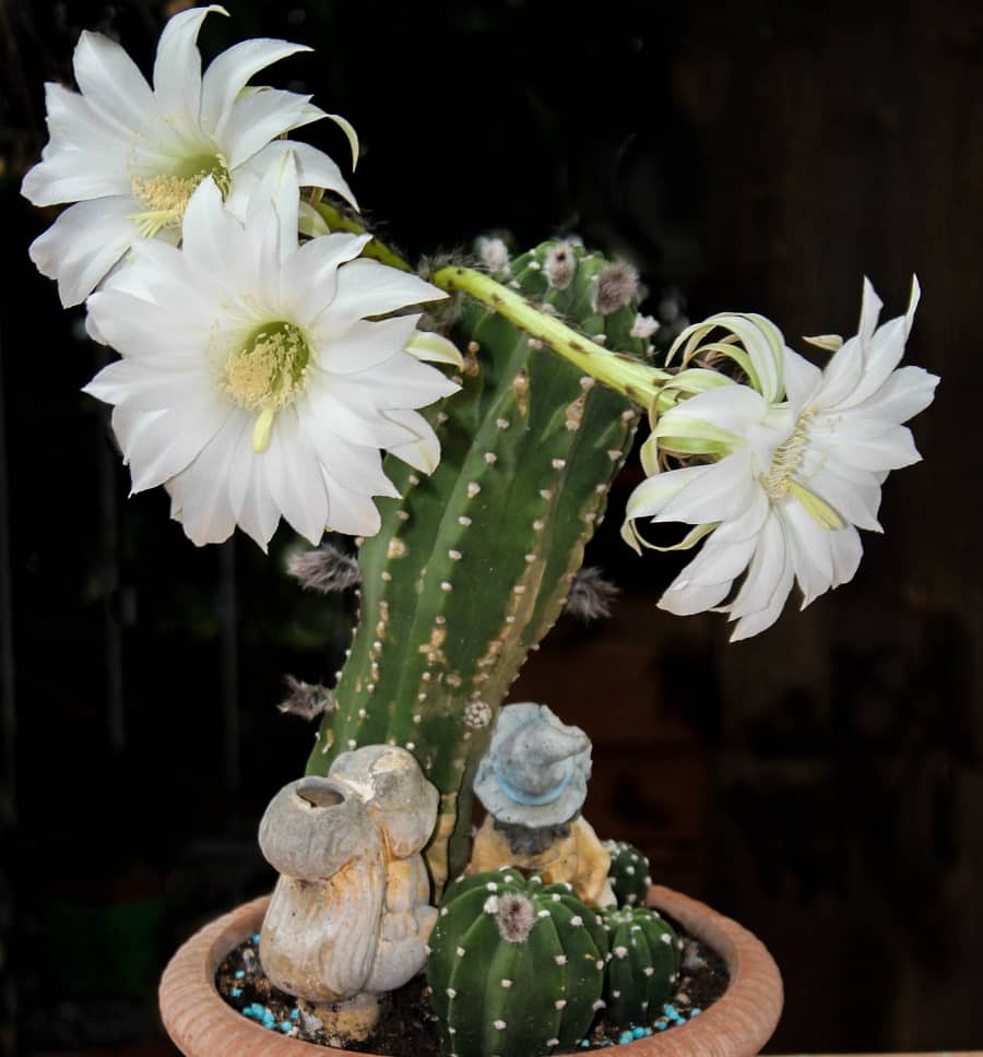 echinopsis subdenudata care