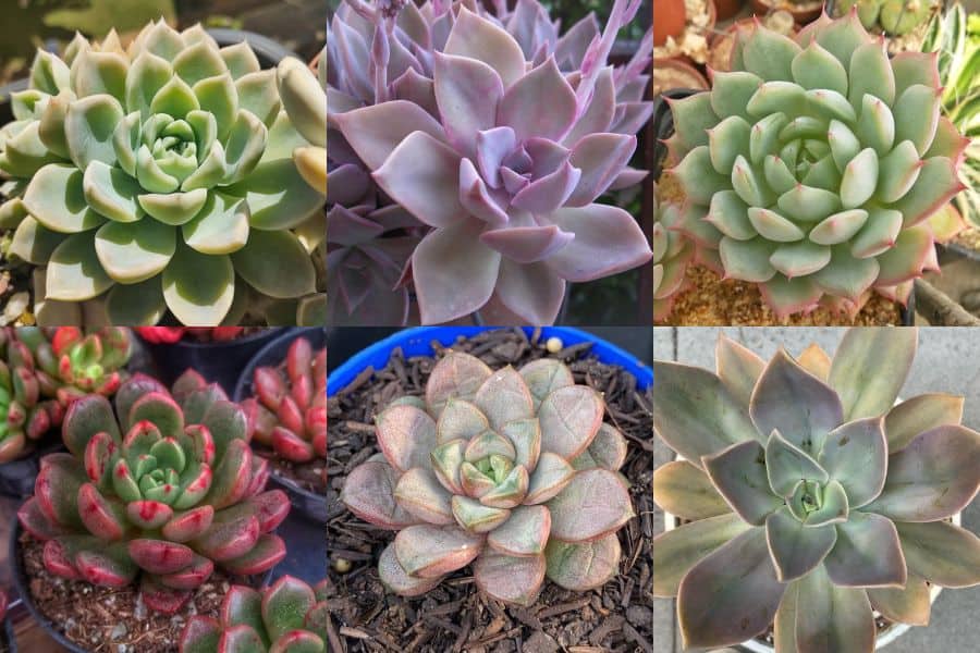 graptoveria
