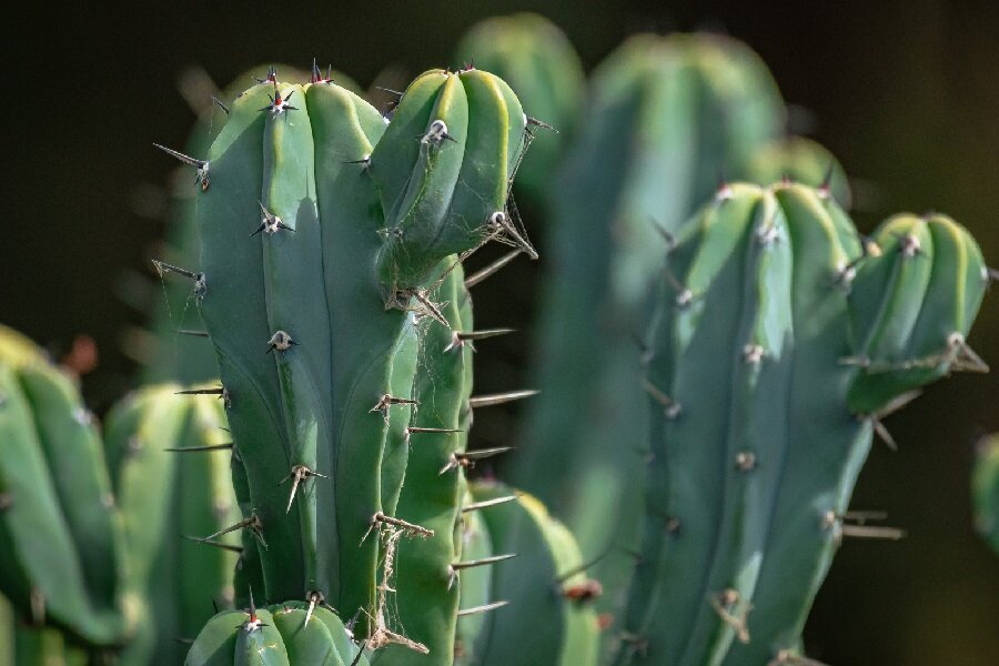 myrtillocactus geometrizans