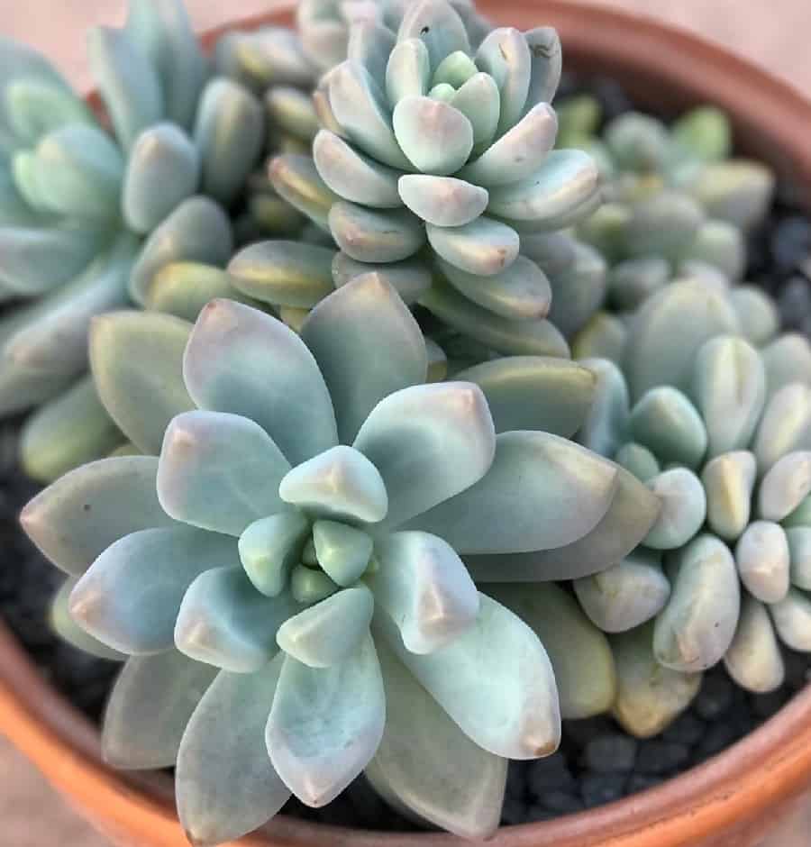 Graptosedum Blue Giant