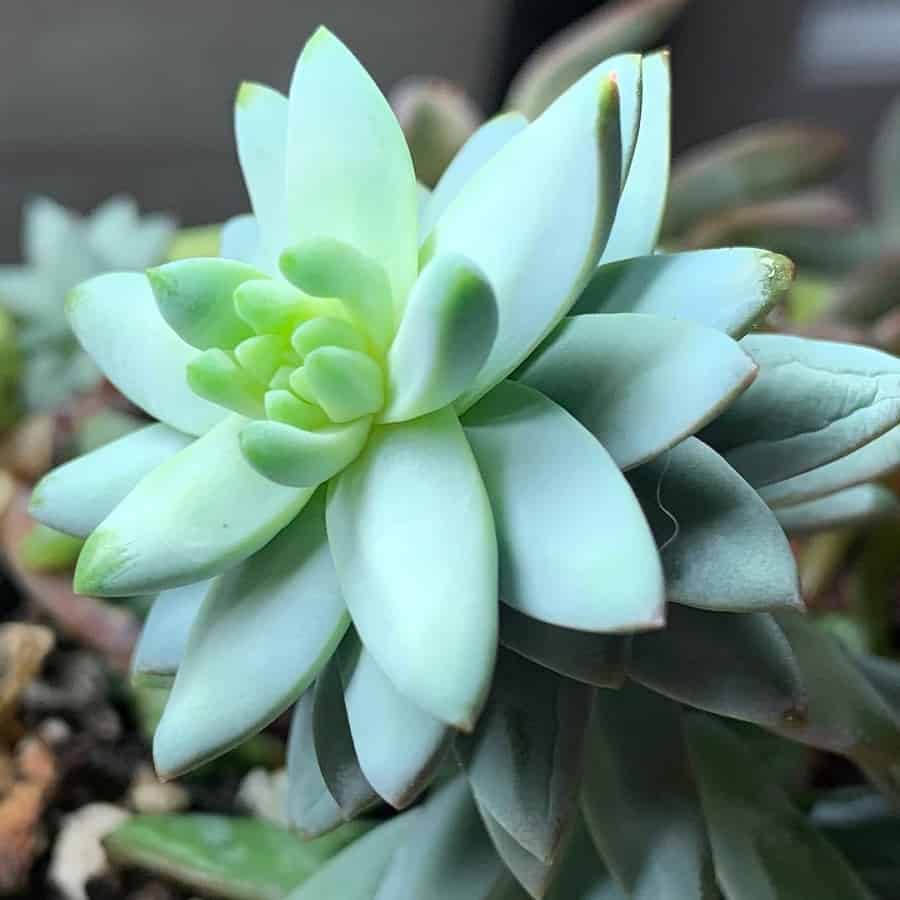 Sedeveria Blue Burrito