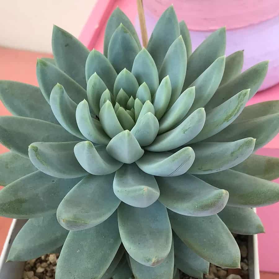 Sedeveria Blue Elf