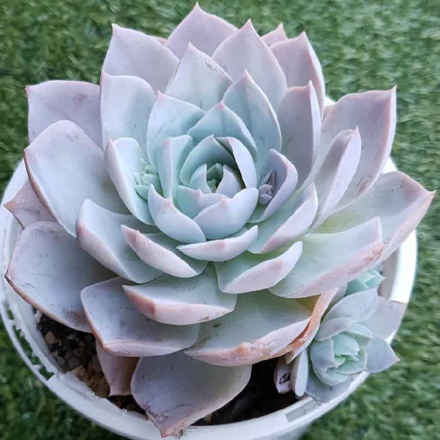 Sedeveria Blue Lotus
