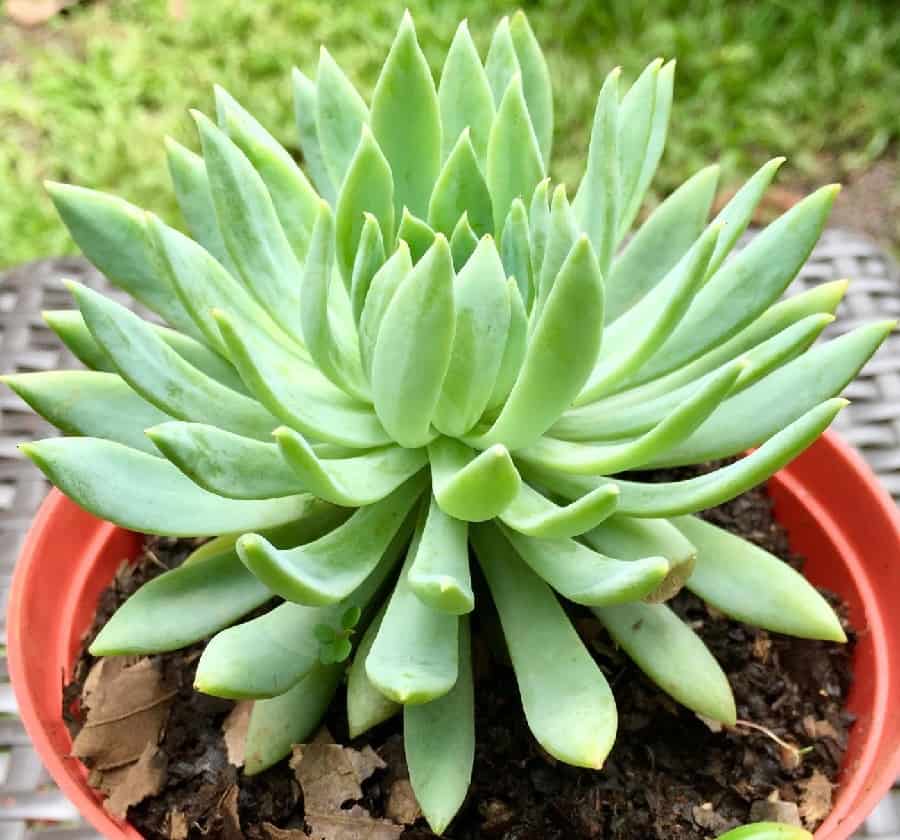 Sedeveria Fanfare