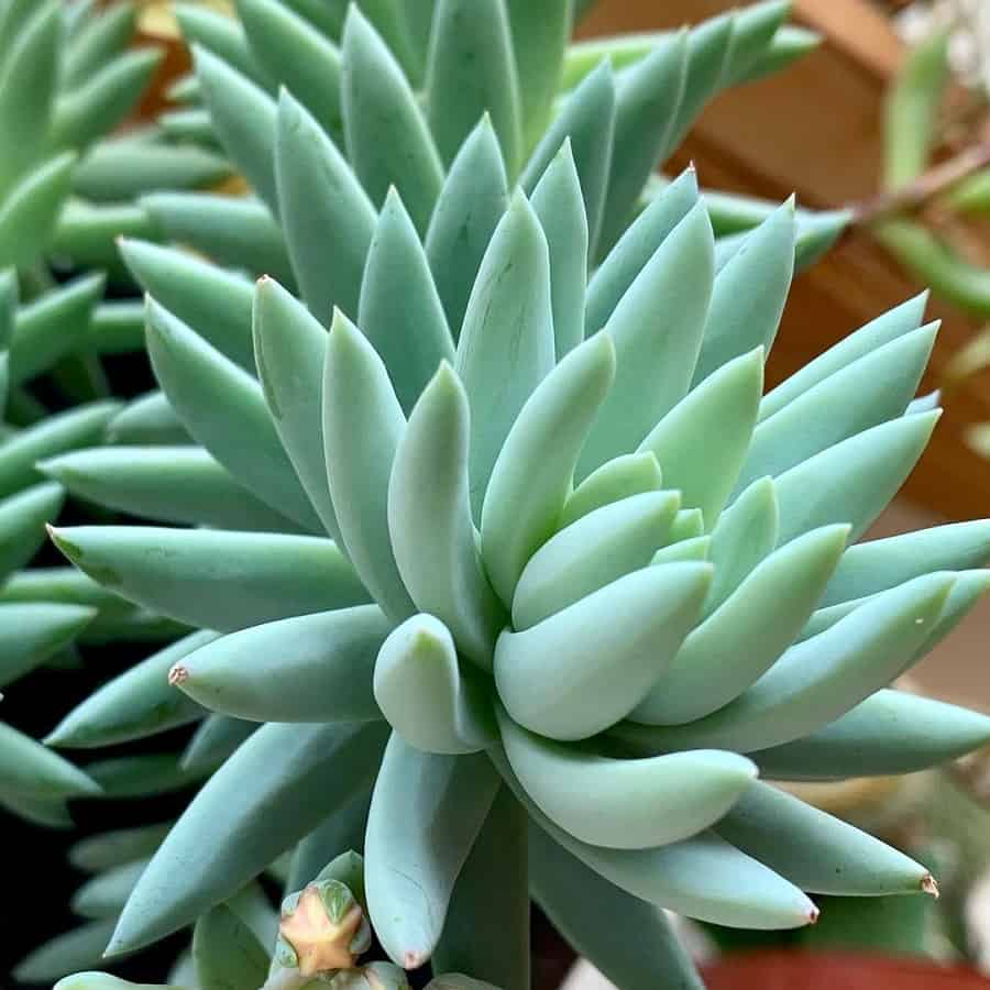 Sedeveria Harry Butterfield
