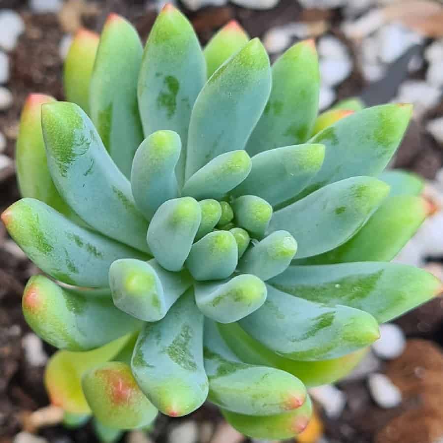 Sedeveria Hummelii